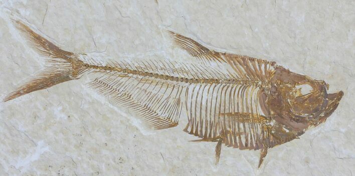 Diplomystus Fossil Fish - Wyoming #54288